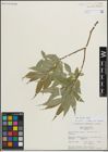 Foto von Salix lucida Muhl.